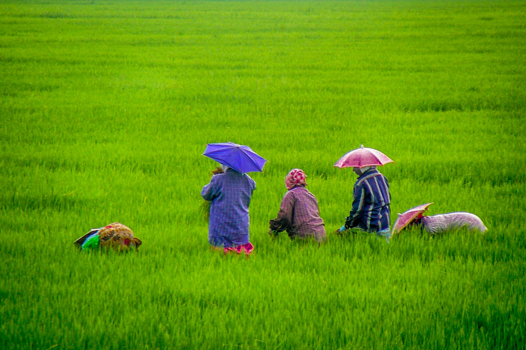 Village Life Along the Backwaters: Cultural Stops to Include in Your Trip 